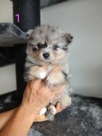 >NL< Merle Pomeriaan pomchi pups bi-eyed, Dieren en Toebehoren, 8 tot 15 weken, Meerdere, Nederland, Particulier