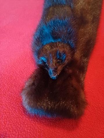 Zeer mooie nertsjaal , als nieuw 80€ beschikbaar voor biedingen