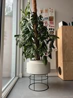 Grote Monstera Variegata, Huis en Inrichting, Kamerplanten, Ophalen, Ficus, Halfschaduw, In pot