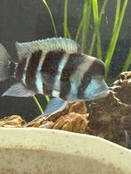 Frontosa man te koop mooie grote 25-28cm, Dieren en Toebehoren, Vissen | Aquariumvissen
