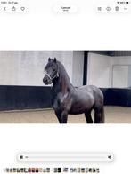 Friese hengst, Dieren en Toebehoren, Paarden, Met stamboom, Dressuurpaard, Hengst, 3 tot 6 jaar