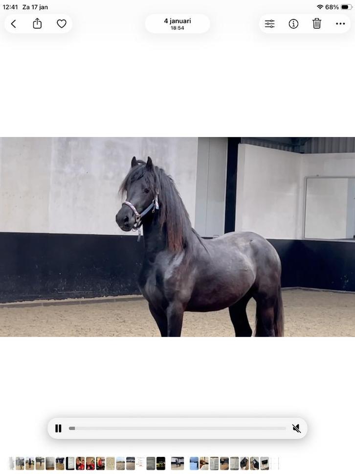 Friese hengst, Dieren en Toebehoren, Paarden, Hengst, Onbeleerd, 160 tot 165 cm, 3 tot 6 jaar, Dressuurpaard, Met stamboom, Gechipt