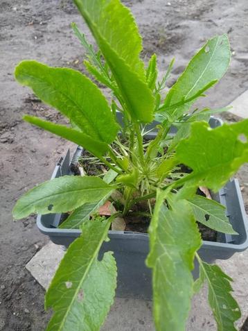 mierikswortel beschikbaar voor biedingen