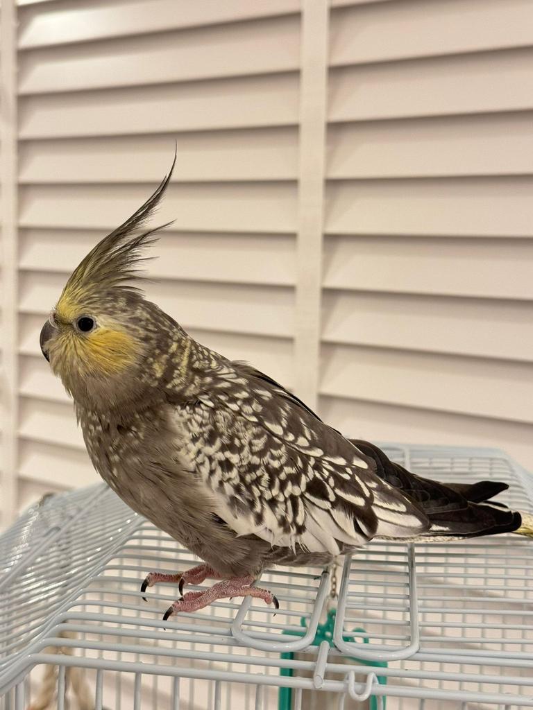 Valkparkiet pop, Dieren en Toebehoren, Vogels | Parkieten en Papegaaien, Vrouwelijk, Parkiet, Geringd