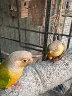 Pyrrhura, Mannelijk, Dwergpapegaai of Agapornis, Tam