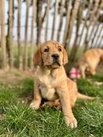 Chiot Labrador, Animaux & Accessoires, Chiens | Retrievers, Épagneuls & Chiens d'eau, Labrador retriever, Plusieurs, Hépatite contagieuse (maladie de Rubarth)