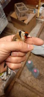 Chardonnerets petite taille  couplé, Mâle