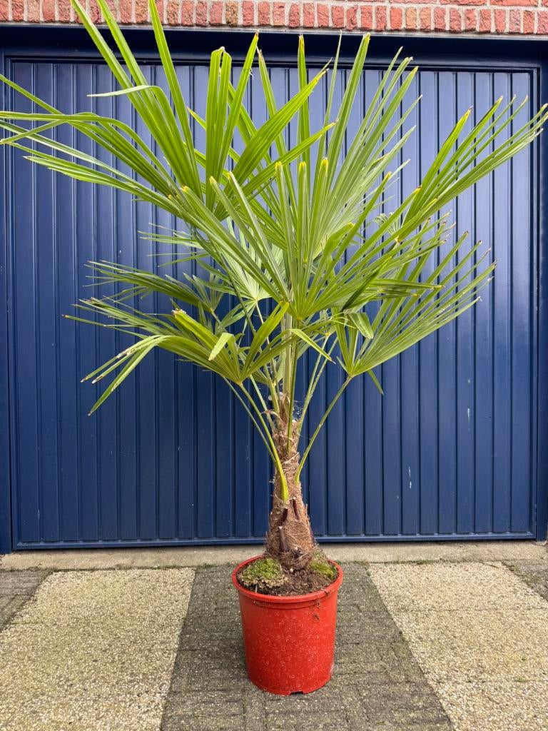 Palm palmbomen winterhard trachycarpus fortunei, Tuin en Terras, Planten | Tuinplanten, Ophalen