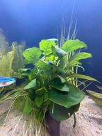 Aquariumplant - Grote anubias op stuk hout, Tuin en Terras, Ophalen of Verzenden