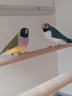 Gouldamadine bewezen koppel  van 25 pop split blauw, Animaux & Accessoires, Oiseaux | Oiseaux Autre