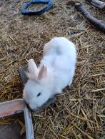 Dwergkonijn, Dieren en Toebehoren, Vrouwelijk, Dwerg, 0 tot 2 jaar