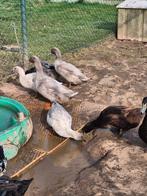 Canard forestier, canard qui court en Inde, Canard