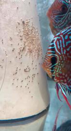 Couple discus ica red Taïwan, Animaux & Accessoires