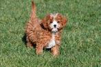 Chiots Cavapoo à vendre, 15 semaines à 1 an, Étranger, Petit, Hépatite contagieuse (maladie de Rubarth)