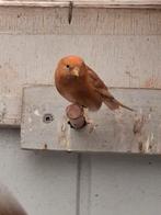 Kleine barmsijs wildkleur bruine  en grijs