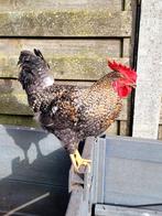 Haan, Dieren en Toebehoren, Mannelijk, Kip