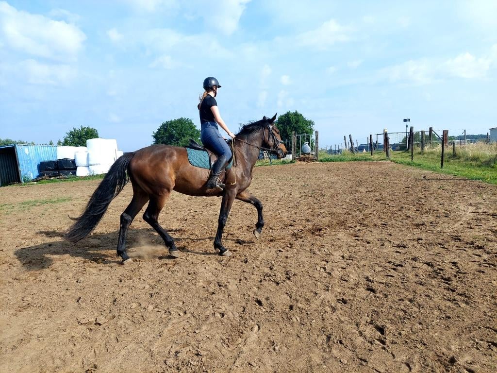 Prachtige recreative zangersheide  merrie, Dieren en Toebehoren, Paarden en Pony's | Dekhengsten en Fokmerries, Hengst