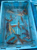 Japanse tossai koi, Dieren en Toebehoren, Karper of Koi