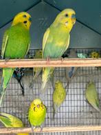 GEEL/GROENE GRASPARKIETJES VANAF 15 EURO/KOPPEL, Dieren en Toebehoren, Meerdere dieren, Parkiet