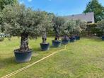 TE KOOP: PRACHTIGE OUDE OLIJFBOMEN (olea europaea), Tuin en Terras, Lente, 100 tot 250 cm, Olijfboom, Ophalen