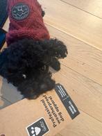 Sac de couchage chauffant pour chien : Hurtta Outback, petit, Animaux & Accessoires, Enlèvement, Comme neuf