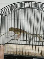 Raza kanarie pop 2024, Dieren en Toebehoren, Vogels | Kanaries