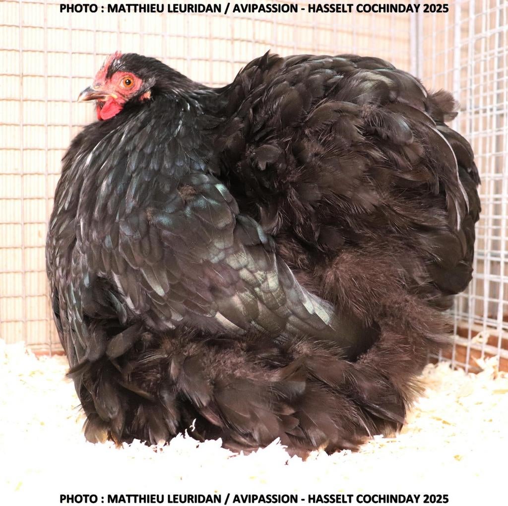 Cochin kriel hennetjes, Dieren en Toebehoren