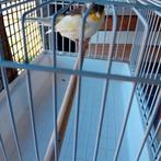 Gloster gladkop man van 2024, Dieren en Toebehoren, Vogels | Kanaries