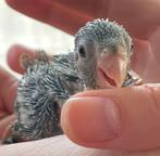 Forpus kuikens van week 8/2026, Dieren en Toebehoren, Geringd