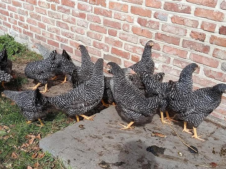 hollandse blauwe legkippen, Dieren en Toebehoren, Pluimvee, Kip