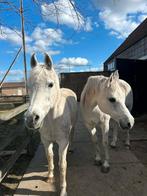 Verzorgpaarden aangeboden, Animaux & Accessoires, Chevaux, 11 ans ou plus, Plusieurs animaux, 160 à 165 cm, Ne s'applique pas