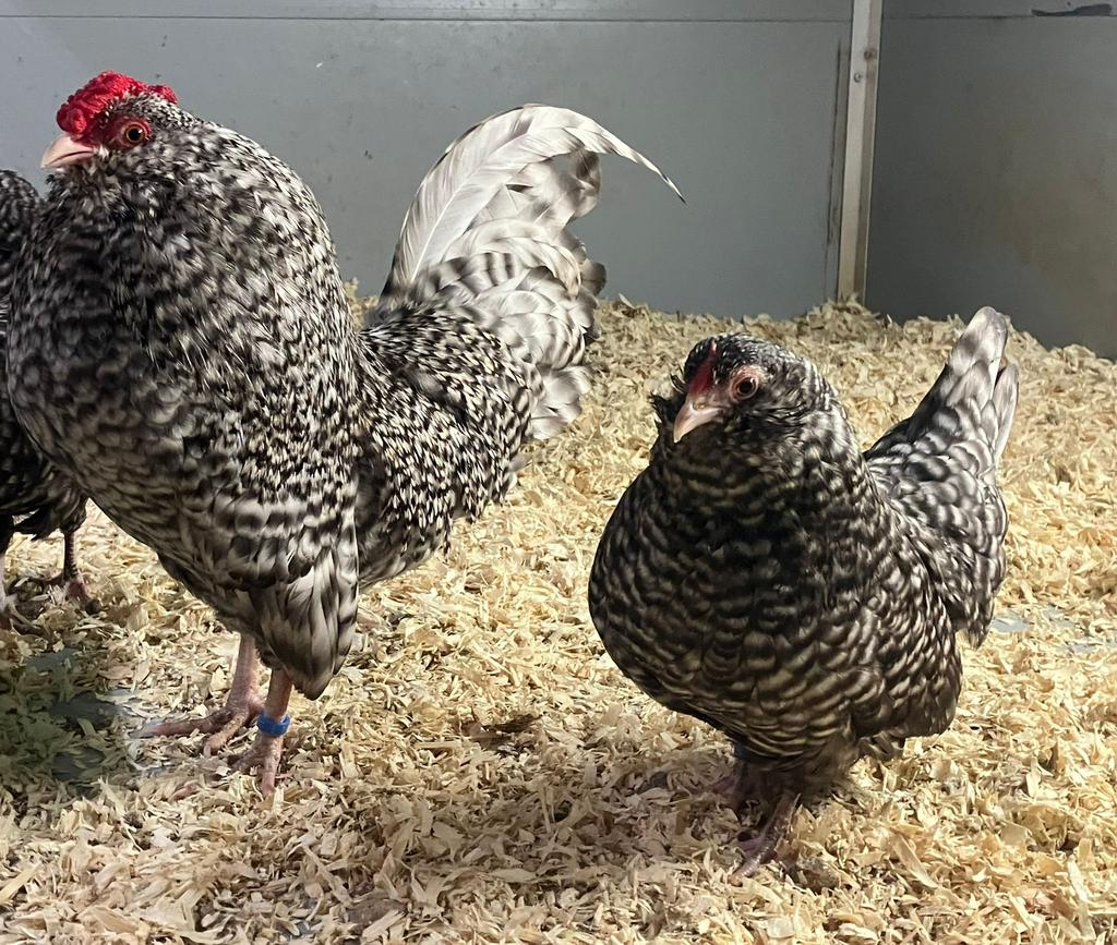 Broedeieren Antwerpse baardkrielen, Dieren en Toebehoren, Pluimvee