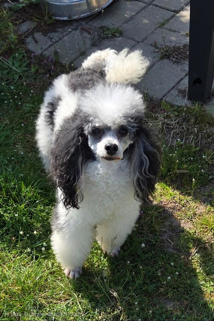 Dwergpoedels, Poedel, Parvo, België, 8 tot 15 weken