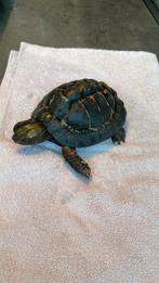 Moorse -griekse landschildpad, Schildpad, Tam, 11 jaar of ouder