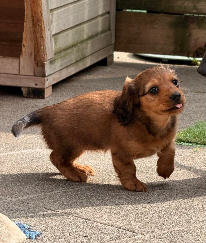 Teckel meisje langhaar, Dieren en Toebehoren, België, HCC (leverziekte), 8 tot 15 weken, Teef