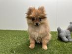 Pomeriaan pups, Dieren en Toebehoren, België, Keeshond, 8 tot 15 weken, Parvo