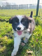 Australische herder pups / Aussi pup / Australian Shepherd, Dieren en Toebehoren, Parvo, België, 8 tot 15 weken, Meerdere