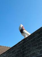 Gentse kropper, Dieren en Toebehoren, Kropper