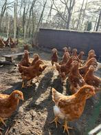 Lohman Brown jonge hennen – 100% hennen