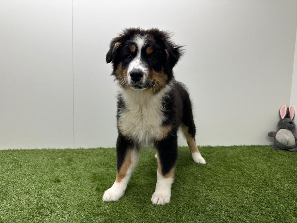 Chiots Bergers Australiens, Hépatite contagieuse (maladie de Rubarth), Plusieurs, Belgique, Berger