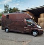 Paarden vrachtwagen Peugeot Boxer, Enlèvement