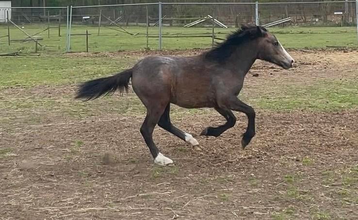 Welsh x appaloosa hengsten jaarling, Dieren en Toebehoren, Gechipt, Minder dan 160 cm, 0 tot 2 jaar, Hengst