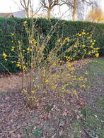 Forsythia ou cloche chinoise, Jardin & Terrasse, Enlèvement