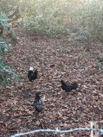Trio hollandse kuifhoen, Dieren en Toebehoren, Pluimvee, Meerdere dieren, Kip