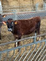 Jersey vaars, Dieren en Toebehoren