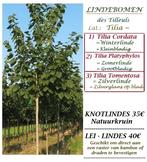 ARBRES D'ORNEMENT / ARBRES À FEUILLES CADUQUES (INDIGÈNES), Plein soleil, Autres espèces, Enlèvement, 250 à 400 cm