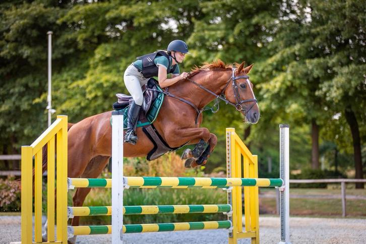 BWP springmerrie - leermeester, Dieren en Toebehoren, Paarden, Merrie, Niet van toepassing, 160 tot 165 cm, 7 tot 10 jaar, Springpaard