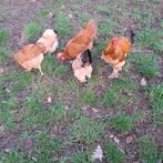 Brahma naine 04/2025 1 cq et 2 poules + 2 legohrn ou italien, Animaux & Accessoires, Enlèvement