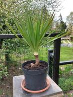 Yucca en pot, Jardin & Terrasse, Autres espèces, Plein soleil, Été, Enlèvement