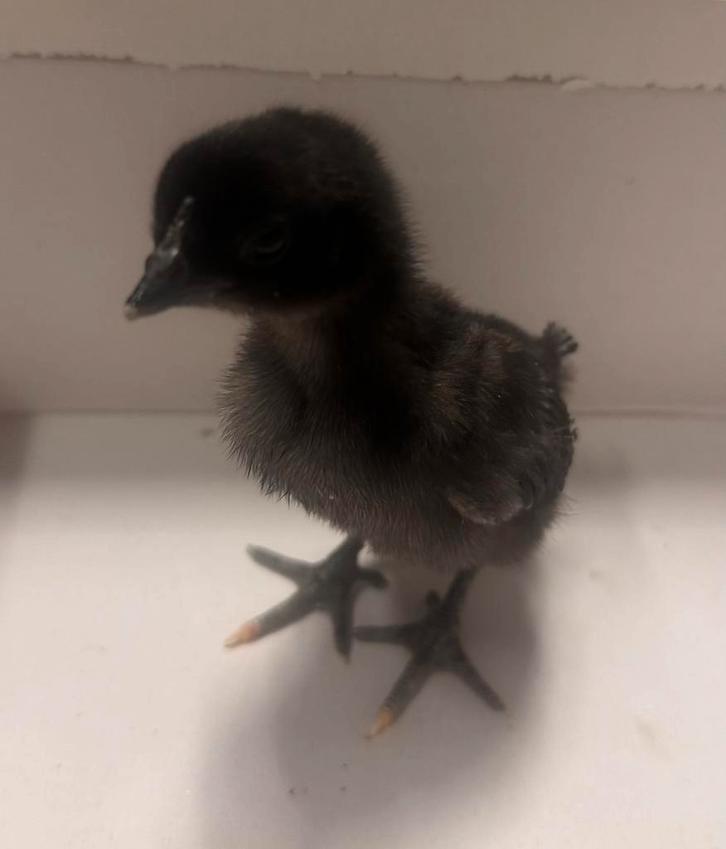 Poussins Ayam Cemani, Animaux & Accessoires, Volatiles, Poule ou poulet